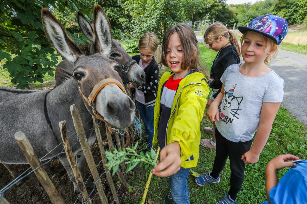 Ein Mädchen füttert einen Esel und hinter ihr sind noch andere Kinder zu sehen, die einen Esel streicheln.